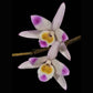 Dendrobium amoenum sp.  without flower  BS - Buy Orchids Plants Online by Orchid-Tree.com