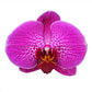 Phalaenopsis Lianher Red Apple- Without Flowers | BS - Buy Orchids Plants Online by Orchid-Tree.com