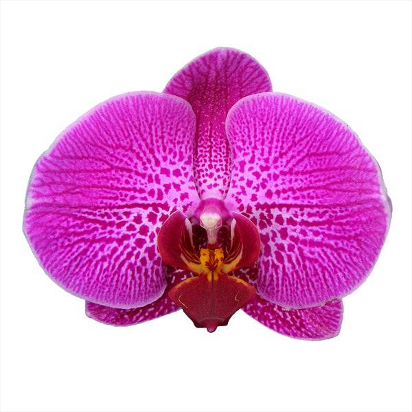 Phalaenopsis Lianher Red Apple- Without Flowers | BS - Buy Orchids Plants Online by Orchid-Tree.com