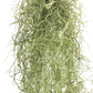 Spanish Moss (Tillandsia usneoides) - Buy Orchids Plants Online by Orchid-Tree.com