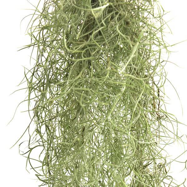 Spanish Moss (Tillandsia usneoides) - Buy Orchids Plants Online by Orchid-Tree.com