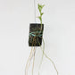 Dendrobium amoenum sp.  without flower  BS - Buy Orchids Plants Online by Orchid-Tree.com