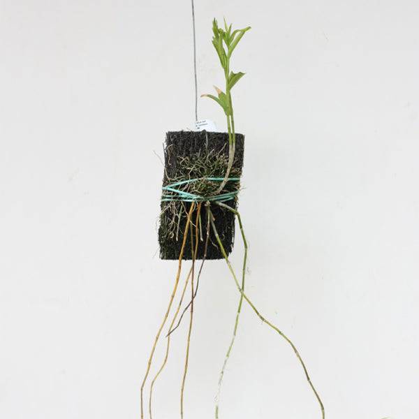 Dendrobium amoenum sp.  without flower  BS - Buy Orchids Plants Online by Orchid-Tree.com