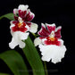 Oncidium (Mtdm.) Bartley Schwarz 'White' - Without Flowers | BS - Buy Orchids Plants Online by Orchid-Tree.com