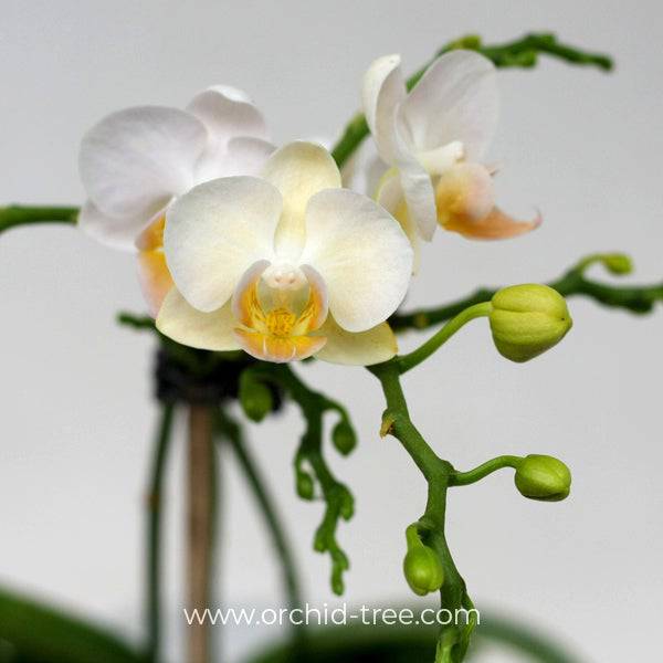 Miniature Phalaenopsis Little show - With Spike | FF - Buy Orchids Plants Online by Orchid-Tree.com