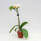 Miniature Phalaenopsis Little show - With Spike | FF - Buy Orchids Plants Online by Orchid-Tree.com