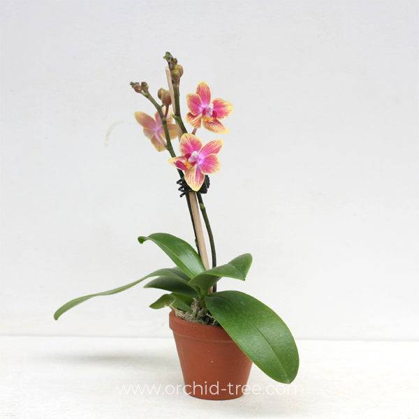 Miniature Phalaenopsis Gold Trias- Without Flowers | BS - Buy Orchids Plants Online by Orchid-Tree.com
