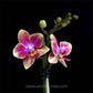 Miniature Phalaenopsis Gold Trias- Without Flowers | BS - Buy Orchids Plants Online by Orchid-Tree.com