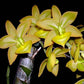 Cycnodes Jumbo Puff - Without Flowers | BS - Buy Orchids Plants Online by Orchid-Tree.com