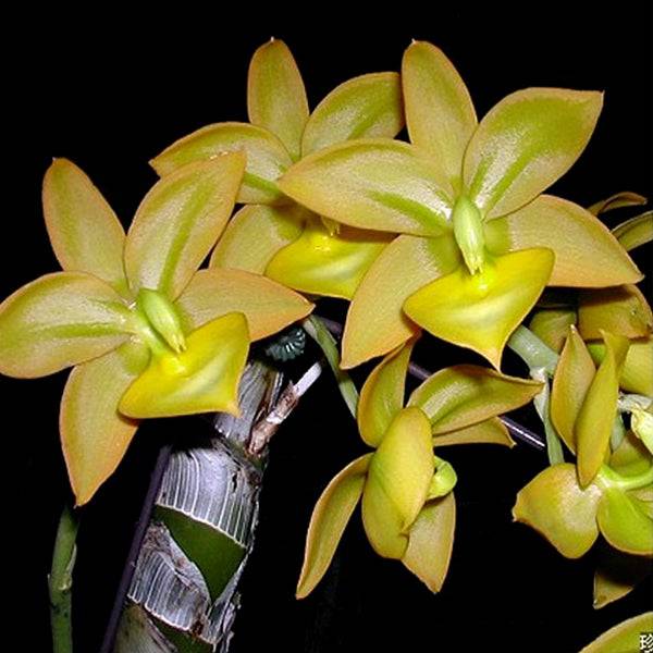Cycnodes Jumbo Puff - Without Flowers | BS - Buy Orchids Plants Online by Orchid-Tree.com