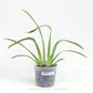 Oncidium (Milt.) Princess Diana 'Red Baron' -Without Flower | BS - Buy Orchids Plants Online by Orchid-Tree.com