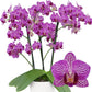 Phalaenopsis Valley Buzz- With Spike | FF - Buy Orchids Plants Online by Orchid-Tree.com