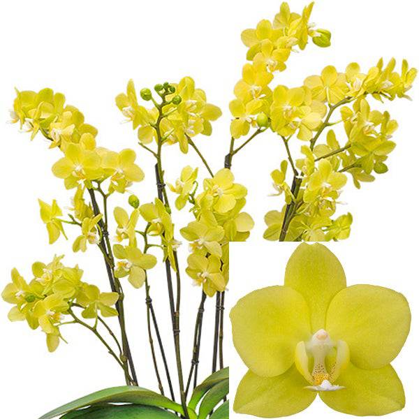 Phalaenopsis Butterfly Kisses- Without Flowers | BS - Buy Orchids Plants Online by Orchid-Tree.com