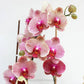Phalaenopsis Sesame - Without Flowers | BS - Buy Orchids Plants Online by Orchid-Tree.com