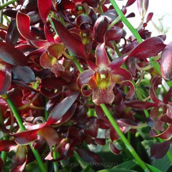 Dendrobium Red Twist - Without Flowers | BS - Buy Orchids Plants Online by Orchid-Tree.com