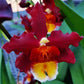 Oncidium (Wils.) Warm Memories ‘Wild Fire' - Without Flower | MS - Buy Orchids Plants Online by Orchid-Tree.com