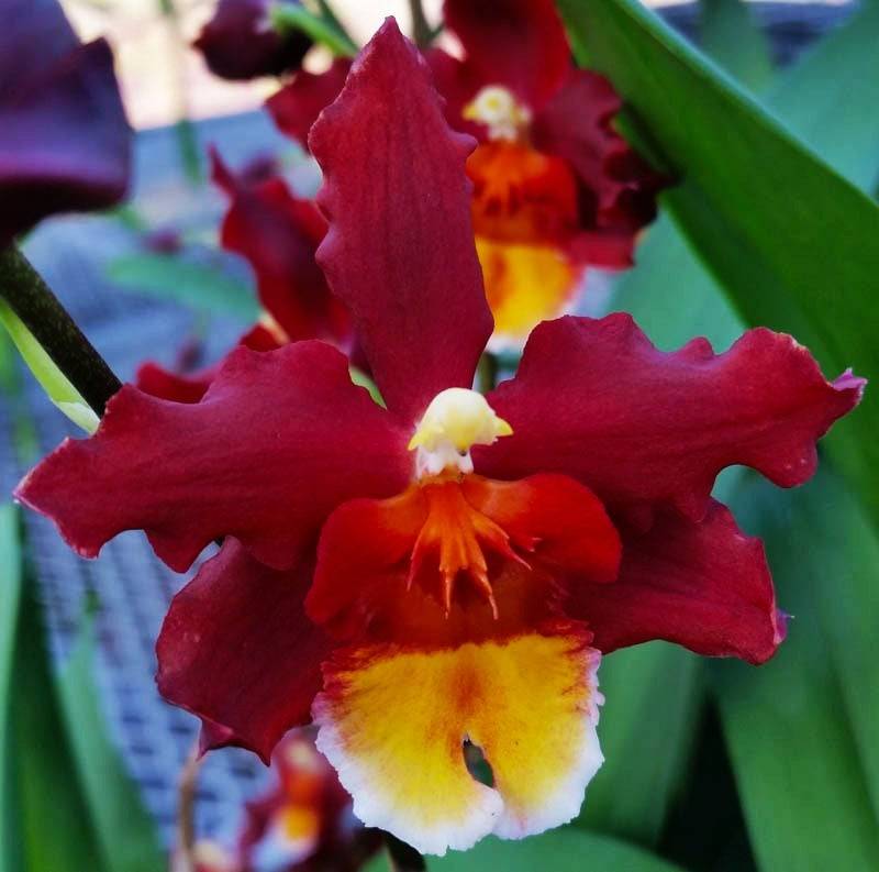 Oncidium (Wils.) Warm Memories ‘Wild Fire' - Without Flower | MS - Buy Orchids Plants Online by Orchid-Tree.com