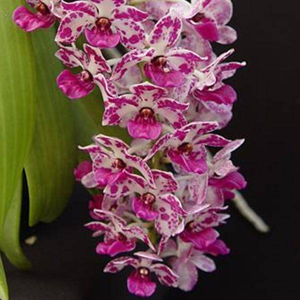 Rhynchostylis gigantea Plai sp. - Without Flowers | BS - Buy Orchids Plants Online by Orchid-Tree.com