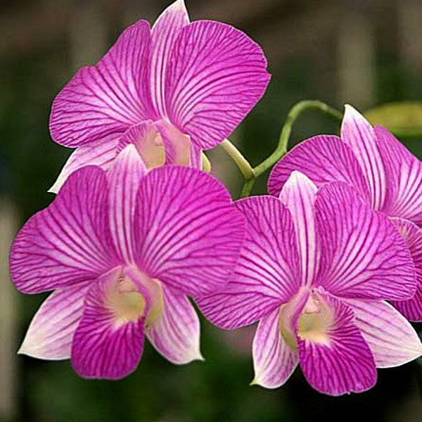 Dendrobium Dark Pink Stripe - Without flowers | BS - Buy Orchids Plants Online by Orchid-Tree.com