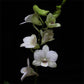 Dendrobium Miniature White  - Without Flowers | BS - Buy Orchids Plants Online by Orchid-Tree.com