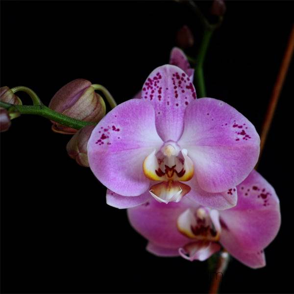 Phalaenopsis Lianher Happy Dancer- With Spike | FF - Buy Orchids Plants Online by Orchid-Tree.com