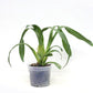 Oncidium (Milt) Sunset -Without Flower | BS - Buy Orchids Plants Online by Orchid-Tree.com