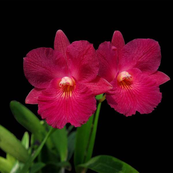 Cattleya (Cattleytonia) Jamaica Red - Without Flower | BS - Buy Orchids Plants Online by Orchid-Tree.com