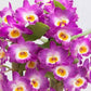 Dendrobium Comet King 'Akatsuki' - Without Flowers | BS - Buy Orchids Plants Online by Orchid-Tree.com