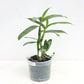 Dendrobium Comet King 'Akatsuki' - Without Flowers | BS - Buy Orchids Plants Online by Orchid-Tree.com