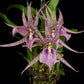 Oncidium (Mta.) Charles M. Fitch 'Izumi' - Without Flower | BS - Buy Orchids Plants Online by Orchid-Tree.com