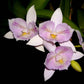 Cattleya (Caulocattleya) Chantily Lace - Without Flower | BS - Buy Orchids Plants Online by Orchid-Tree.com
