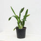 Oncidium (Mta.) Charles M. Fitch 'Izumi' - Without Flower | BS - Buy Orchids Plants Online by Orchid-Tree.com