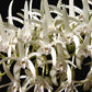 Dendrobium speciosum sp. |Australian Dendrobium  - Without Flower | BS - Buy Orchids Plants Online by Orchid-Tree.com