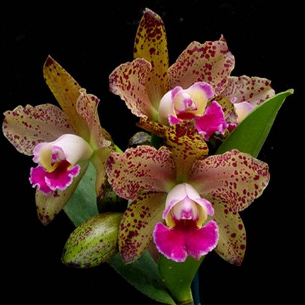 Cattleya Waianae Leopard  - Without Flowers | BS - Buy Orchids Plants Online by Orchid-Tree.com