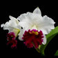 Cattleya Chyong Guu Swan- Without Flowers | BS - Buy Orchids Plants Online by Orchid-Tree.com