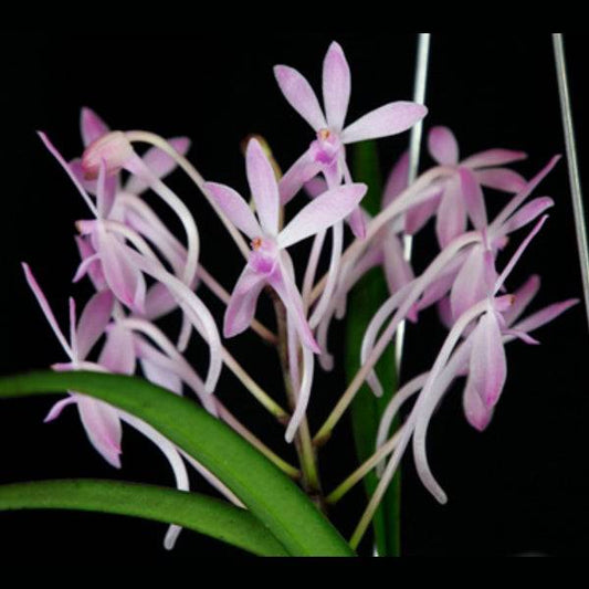 Ascofinetia Cherry Blossom - Without Flowers | BS - Buy Orchids Plants Online by Orchid-Tree.com
