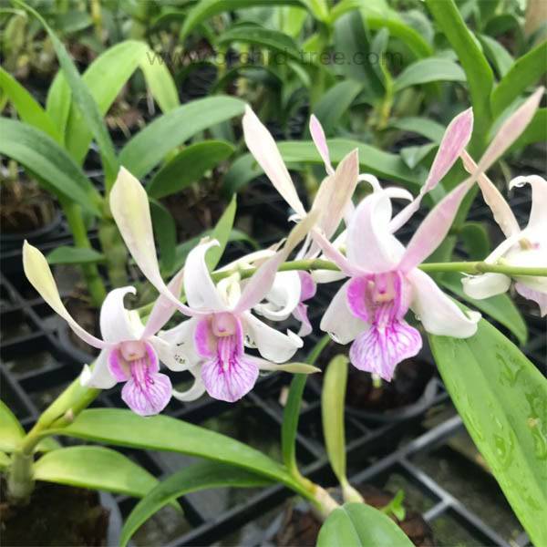 Dendrobium Rabbit Pink  - Without Flowers | BS - Buy Orchids Plants Online by Orchid-Tree.com