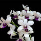 Dendrobium Wooleng  - Without Flowers | BS - Buy Orchids Plants Online by Orchid-Tree.com