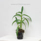 Dendrobium Yellow Twist  - Without Flowers | BS - Buy Orchids Plants Online by Orchid-Tree.com