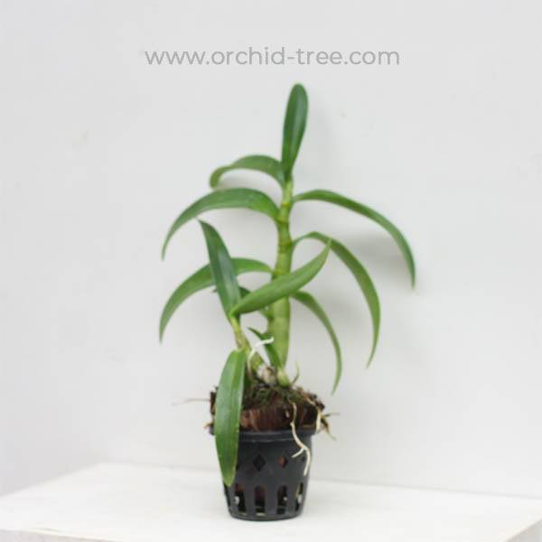 Dendrobium Yellow Twist  - Without Flowers | BS - Buy Orchids Plants Online by Orchid-Tree.com