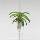 Rhynchostylis coelestis Blue sp.- Without Flowers | BS - Buy Orchids Plants Online by Orchid-Tree.com