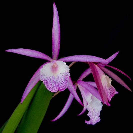 Cattleya Jairak 'Kiku'- Without Flowers | BS - Buy Orchids Plants Online by Orchid-Tree.com