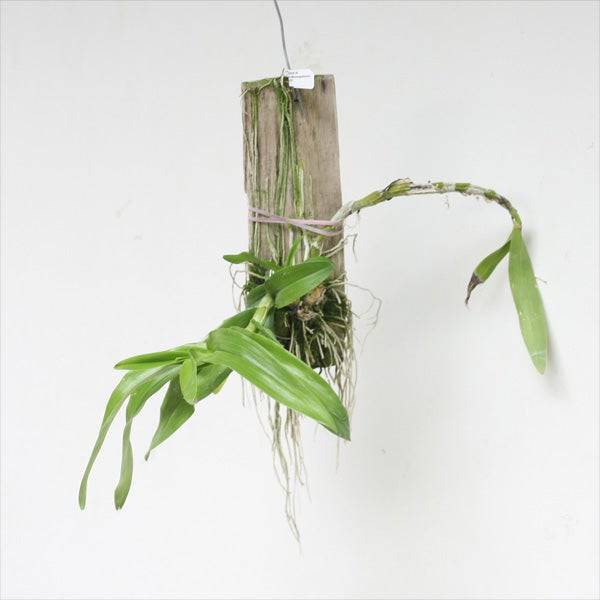 Dendrobium albosanguineum sp. - Without Flowers | BS - Buy Orchids Plants Online by Orchid-Tree.com