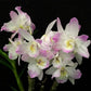 Dendrobium Spring Dream ‘Kumiko’ - With Tiny Spike | FF - Buy Orchids Plants Online by Orchid-Tree.com