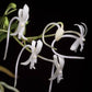 Neofinetia falcata - Without Flowers | BS - Buy Orchids Plants Online by Orchid-Tree.com