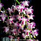 Aerides quinquvelnera sp. - FF