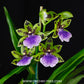 Zygopetalum Adelaide Meadows - BS