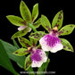 Zygopetalum Adelaide Meadows - BS