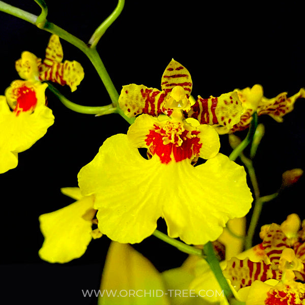 Oncidium Aloha Iwanaga - BS - Buy Orchids Plants Online by Orchid-Tree.com
