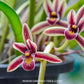 Cymbidium aloifolium sp. - BS